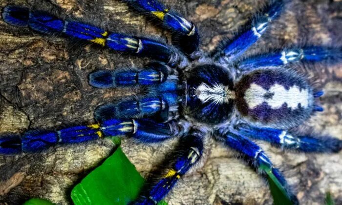 Top 10 colourful spiders ideas and inspiration