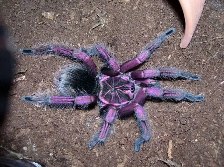 Разноцветные пауки фото Spider, Wolf spider, Tarantula