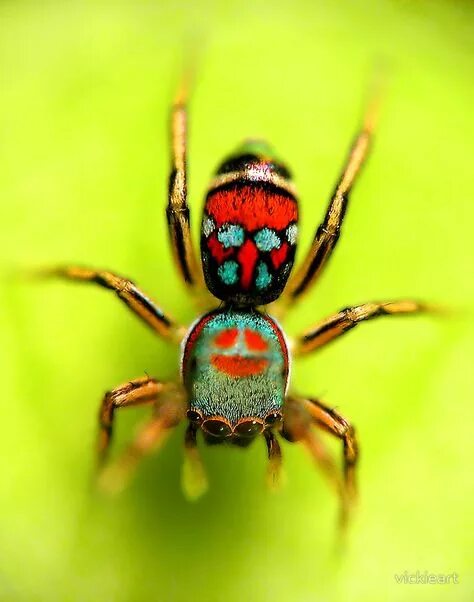 Разноцветные пауки фото Top 10 colourful spiders ideas and inspiration