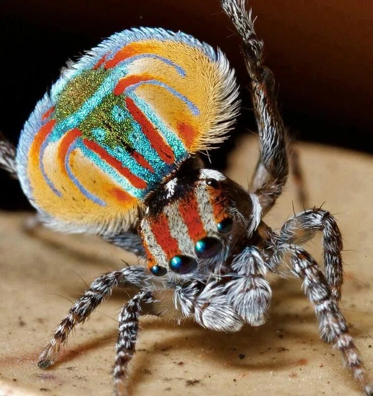 Разноцветные пауки фото Pin by Dada on SPICE COLOR Spider, Insects, Bugs and insects