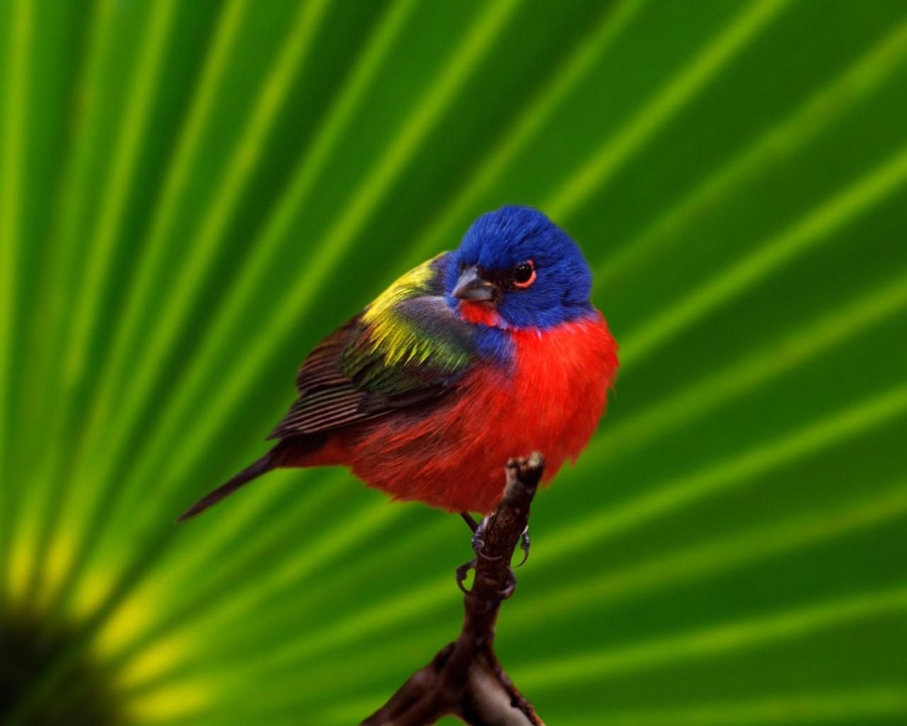 Разноцветные птицы фото colorful bird Colorful Birds Birds, Painted bunting, Bird wallpaper