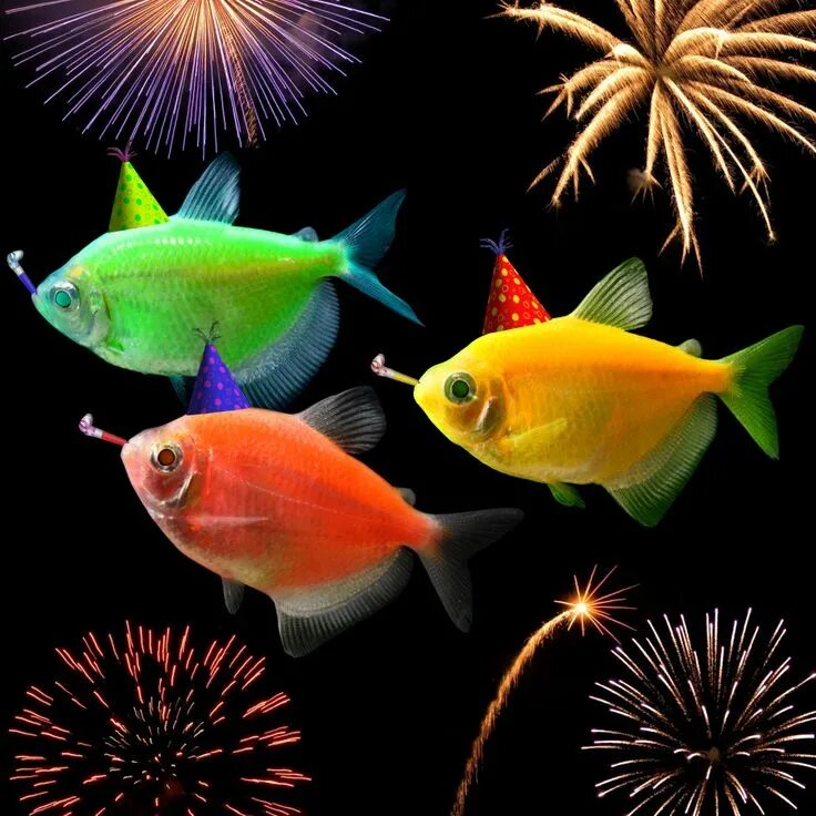 Разноцветные рыбки для аквариума фото Happy New Year from the GloFish ® team! Peixes, Aquário, Mares