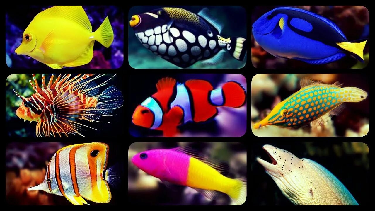 Разноцветные рыбки фото и названия TYPES OF SALTWATER AQUARIUM FISH CORAL REEF TANK FISH SHARKS PUFFERS CLOWNFISH -