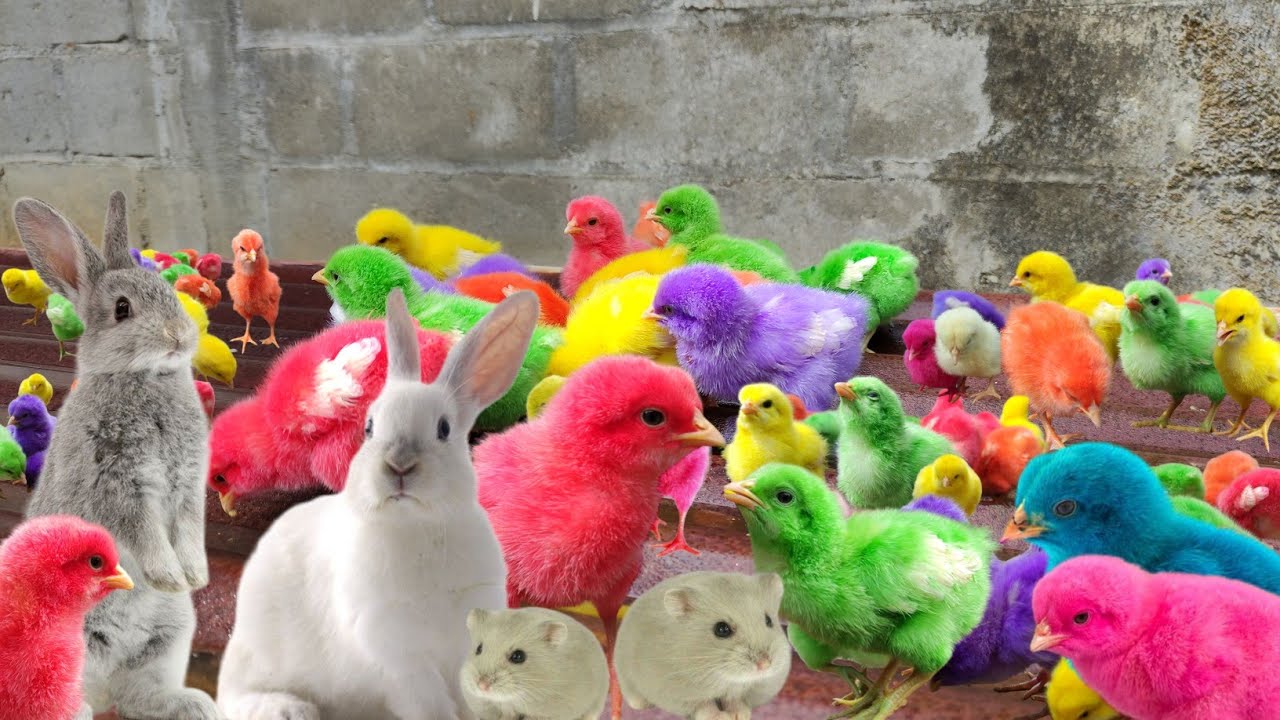 Разноцветные цыплята просп королева 4 4 фото Catch millions of cute chicks, colorful chicks, smart chicks, chickens, smart bu