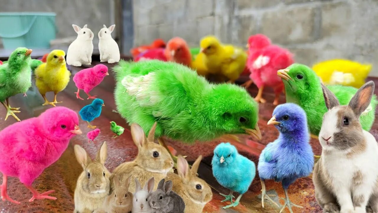 Разноцветные цыплята просп королева 4 4 фото Catch millions of cute chickens, colorful chickens, geese, rabbits, ducks, turtl