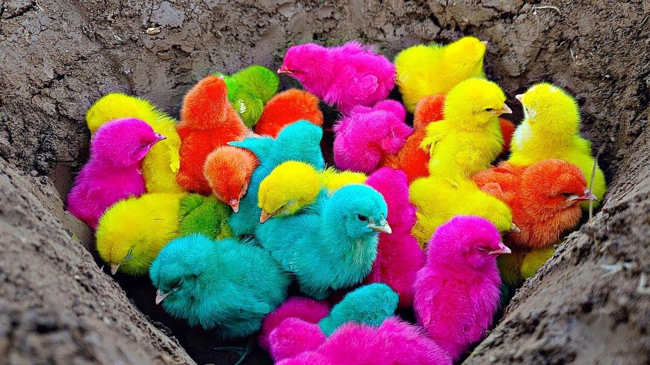 Разноцветные цыплята просп королева 4 4 фото Colored chicken and rabbit,Colorful baby chicken,colorful baby chick,baby chicks