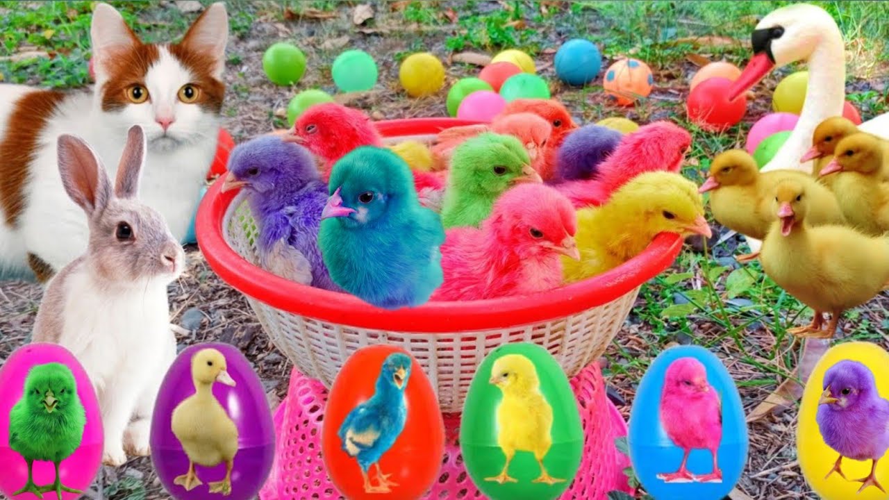 Разноцветные цыплята просп королева 4 4 фото World Cute Chickens, Colorful Chickens, Rainbow Chickens, Cute Ducks, Cute cats,