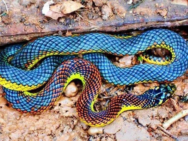 Разноцветные змеи фото 13 Beautiful and Colorful Small Snake Pets Colorful snakes, Beautiful creatures,