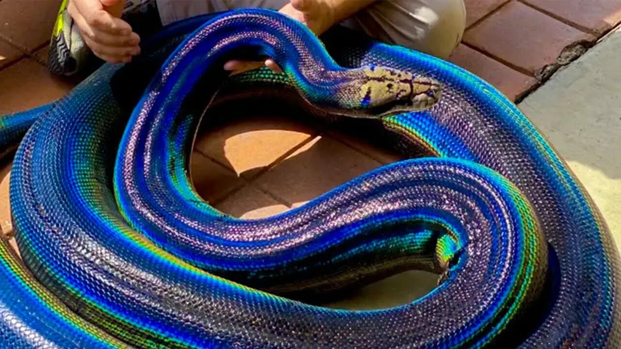 Разноцветные змеи фото The Amazing Rainbow Snake! - YouTube