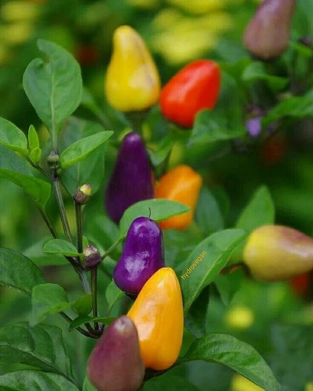 Разноцветный перец на одном кусте фото Garden Activist ✌ (@gardenactivist) * Instagram photos and videos Chilli plant, 