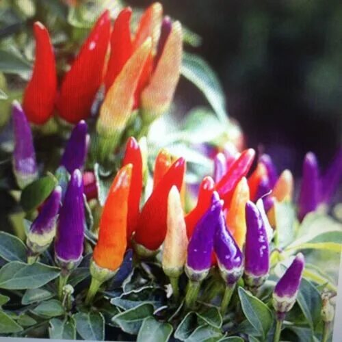 Разноцветный перец на одном кусте фото FRESH spicy Ornamental Peppers Easy RAINBOW of COLORS on plant USA 25+ ct seeds 