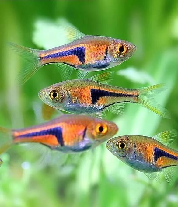 Разновидность аквариумные рыбки фото Lambchop Rasboras (Trigonostigma espei) Tropical freshwater fish, Aquarium fish,