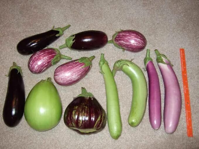 Разновидность баклажанов фото и названия There are several kinds of eggplant and they are easy to grow. The flowers on mo