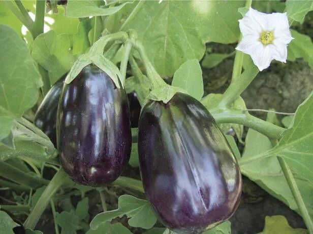 Разновидность баклажанов фото и названия Eggplant 'Black Beauty' Eggplant seeds, Eggplant, Heirloom seeds