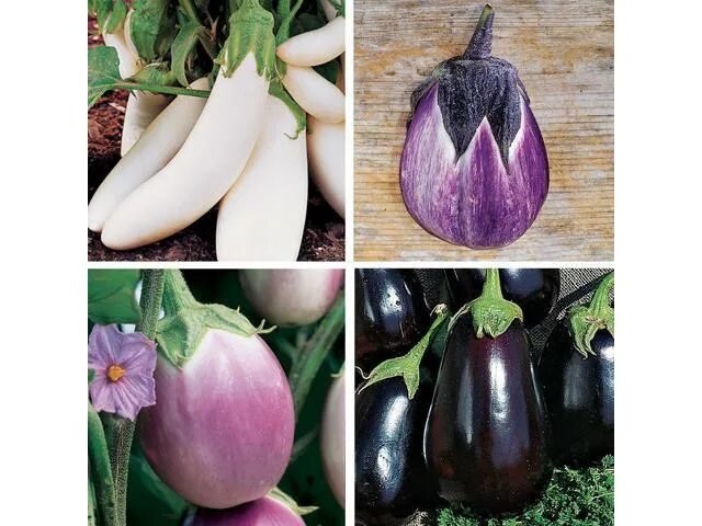 Разновидность баклажанов фото и названия и описание Burpee Gourmet Blend Eggplant Seeds 50 seeds - Newegg.com