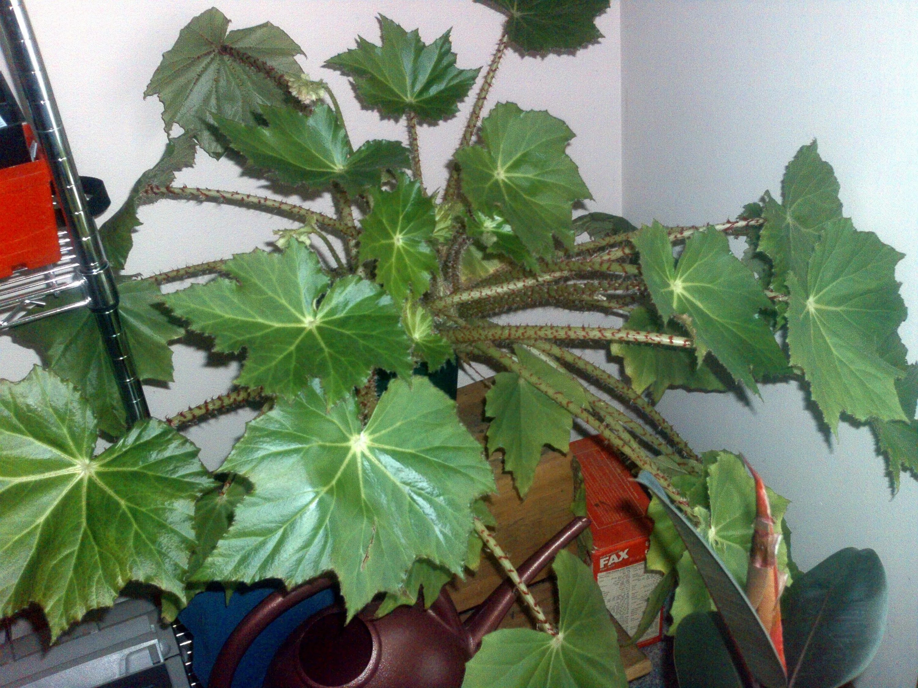 Разновидность бегоний комнатных фото Identify Begonia Plant? Plants, Begonia, Planting flowers