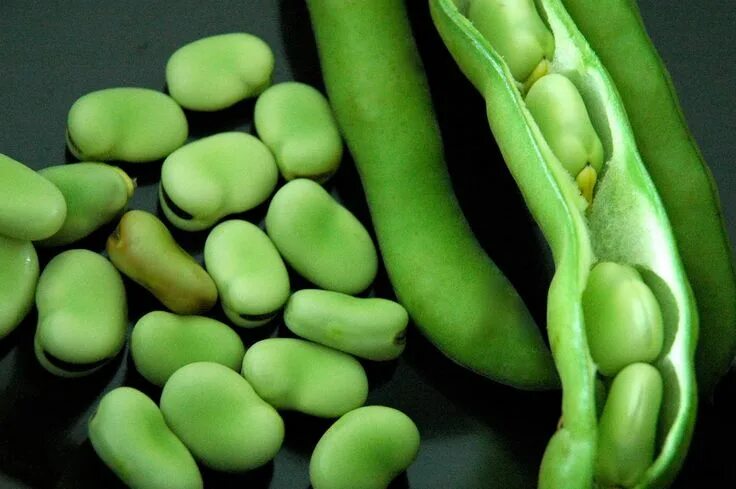 Разновидность бобов фото fava_beans.JPG (1600 × 1064) Beans, Fava beans, Fava beans recipes