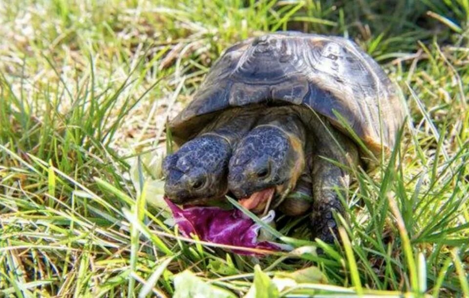 Разновидность черепах фото Two-headed tortoise still makes waves 23 years later