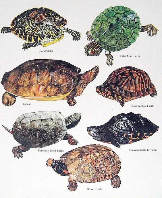 Freshwater Turtle Tortoises and turtles are among the olde. Flickr