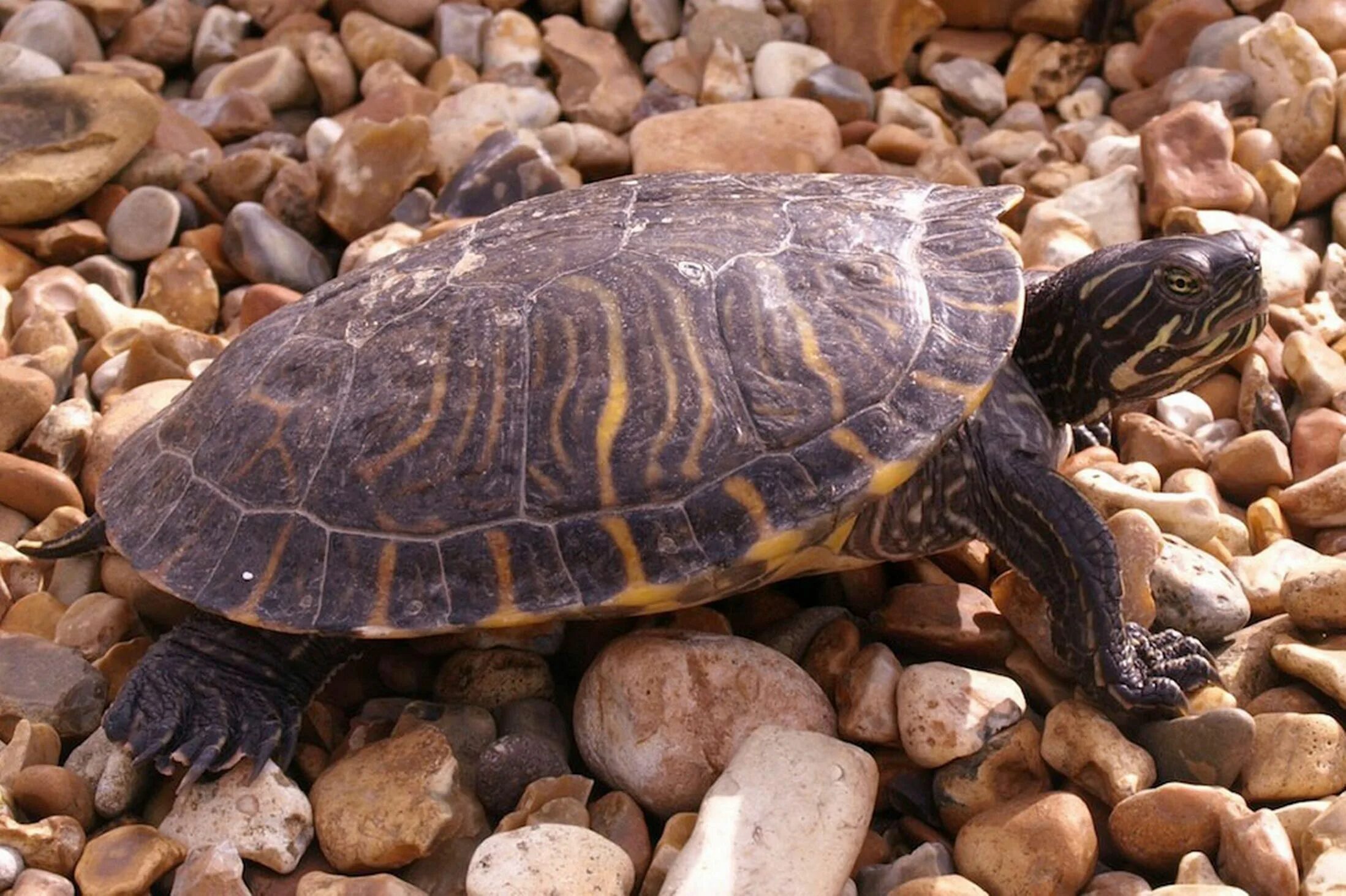 Разновидность черепах фото American freshwater turtle washes up thousands of miles from home on Hampshire b