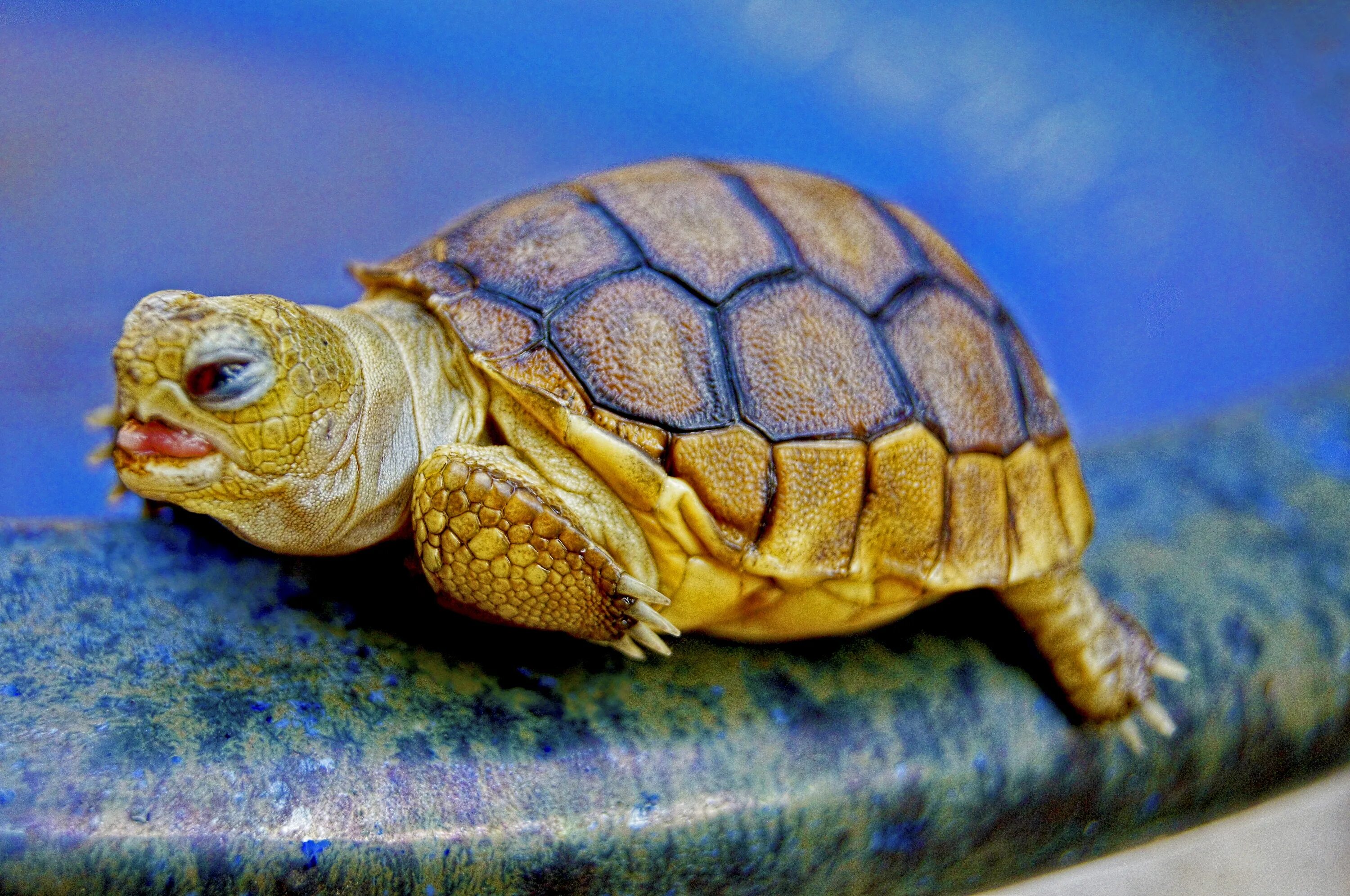 Разновидность черепах фото Orange turtle on a stone free image download