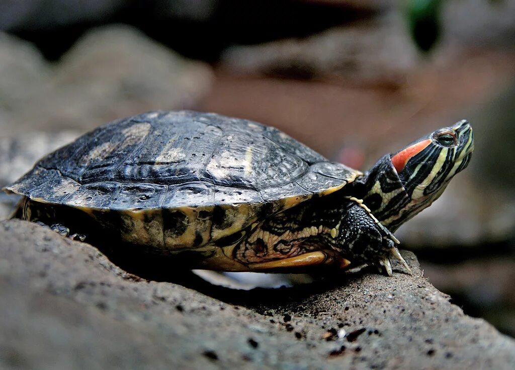 Разновидность черепах фото Freshwater Turtle Tortoises and turtles are among the olde. Flickr