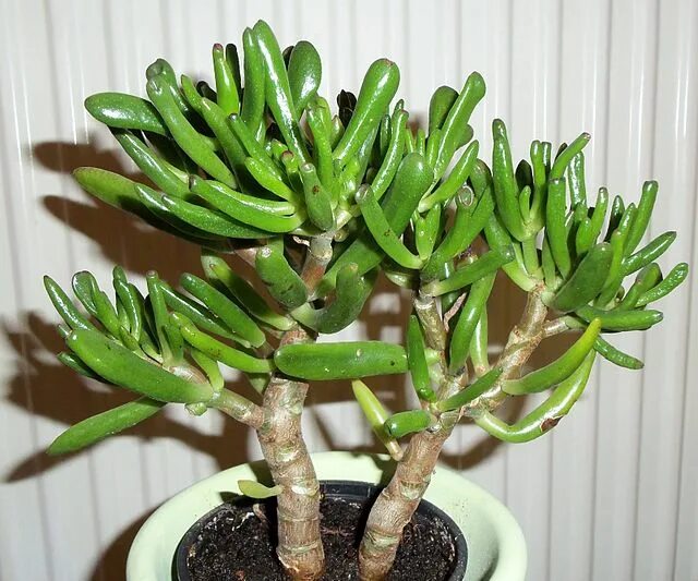 Разновидность денежного дерева фото File:Crassula probably ovata.jpg - Wikimedia Commons