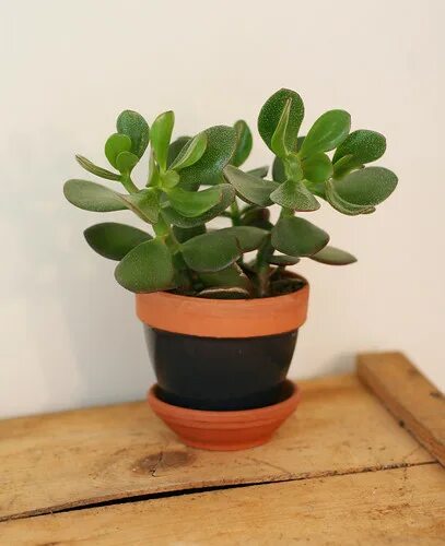 Разновидность денежного дерева фото Crassula ovata (a) I've had these two Jade plants for a lo. Flickr