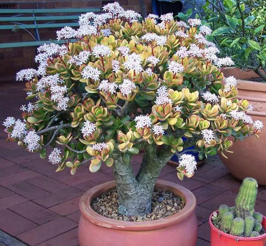 Разновидность денежного дерева фото Crassula ARBORESCENS - Крассула Древовидная, 5 семян - Купить семена Суккулентов