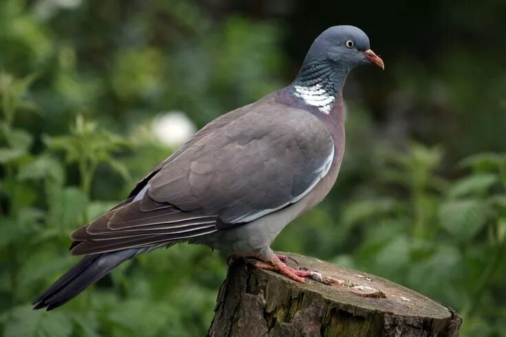 Разновидность диких голубей фото и названия Common wood pigeon (Columba palumbus) Вяхирь seen Вяхирь, Животные, Птицы