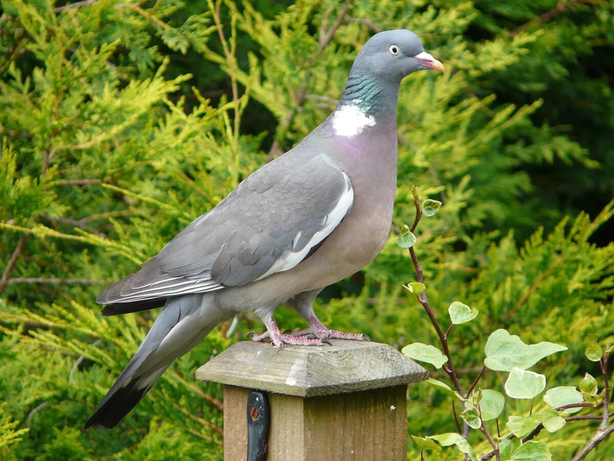 Разновидность диких голубей фото и названия Common wood pigeon - Wikipedia