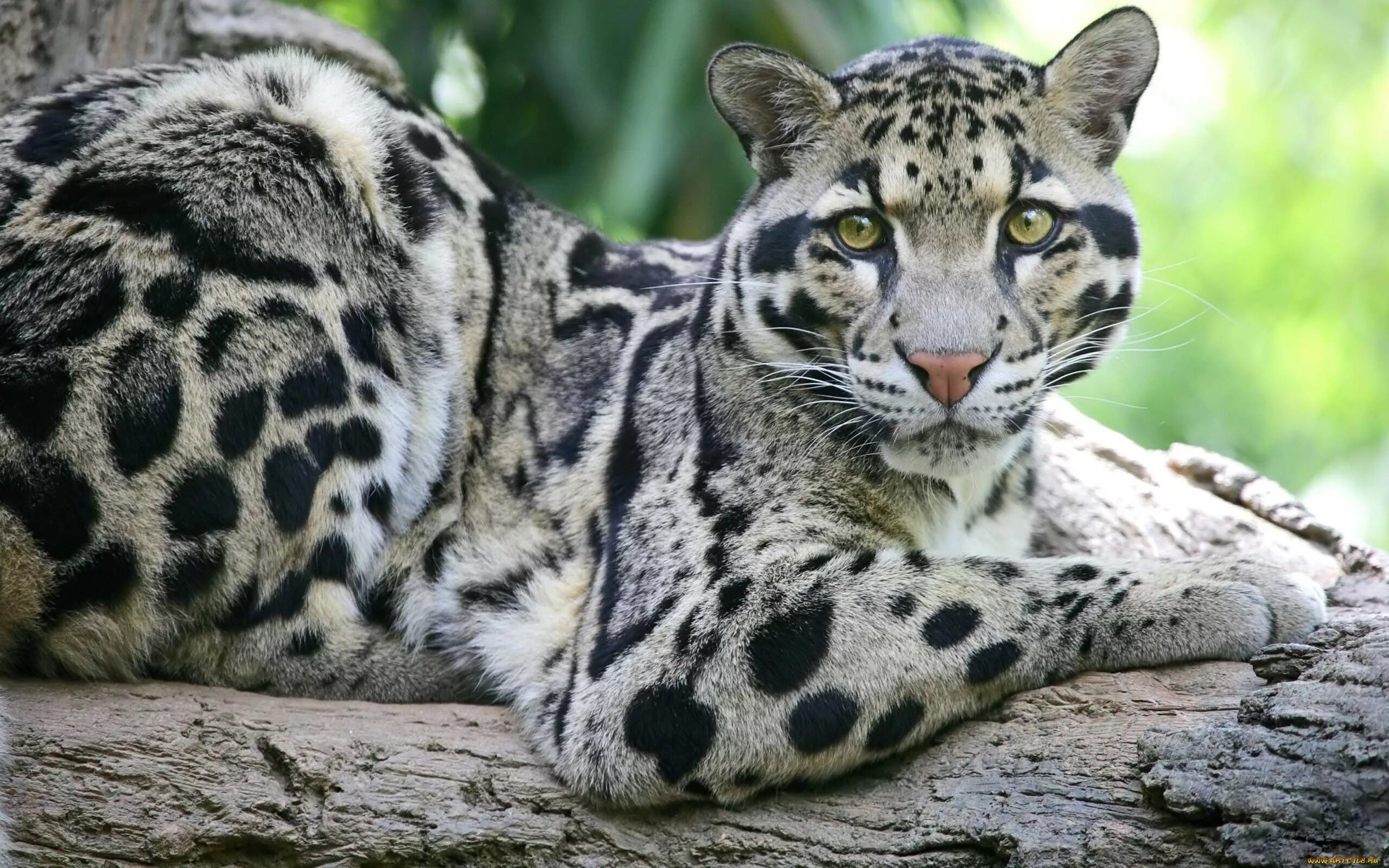 Разновидность диких кошек фото Pin by Paula-Amanda Venho on kissaeläimet (Felidae) Clouded leopard, Animals wil