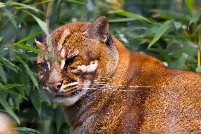 Разновидность диких кошек фото ASIAN GOLD CAT (Aziatische goudkat) Animals wild, Wild cats, Big cats