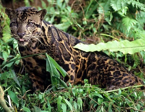 Разновидность диких кошек фото New species of leopard with largest fangs in cat world discovered Clouded leopar