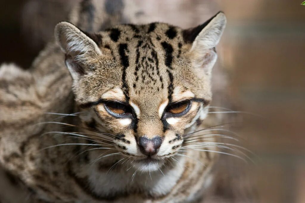 Разновидность диких кошек фото Маргай или Длиннохвостая кошка (лат. Leopardus wiedii)