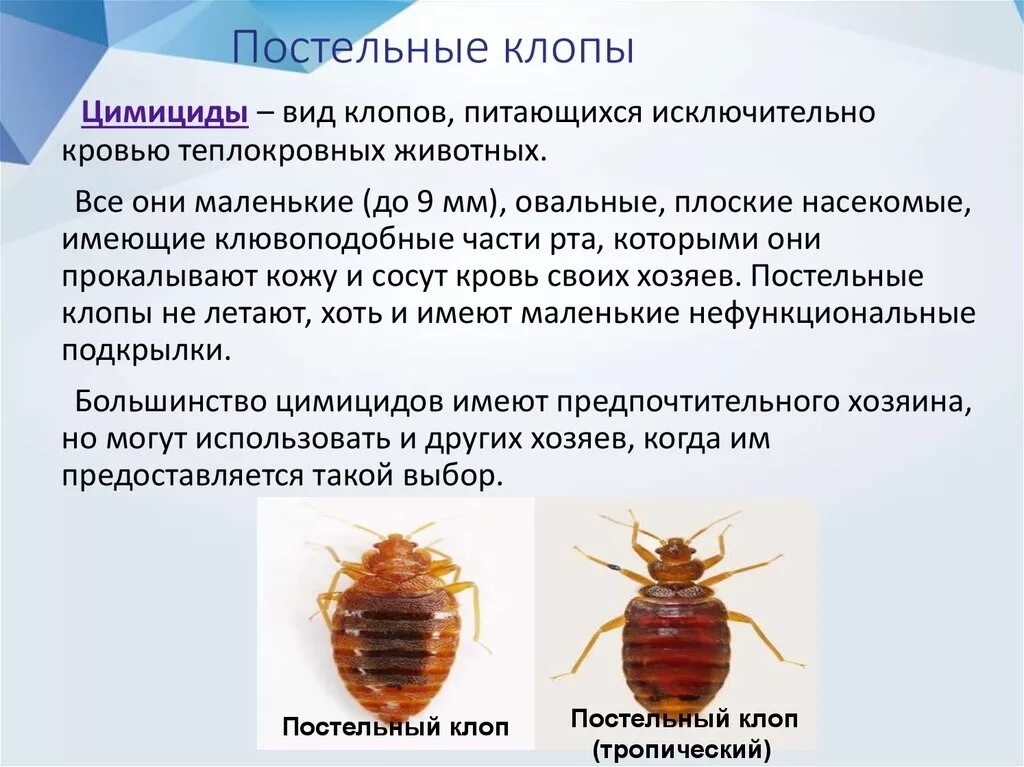 Разновидность домашних клопов фото и описание Клопы могут быть в одежде: найдено 90 картинок