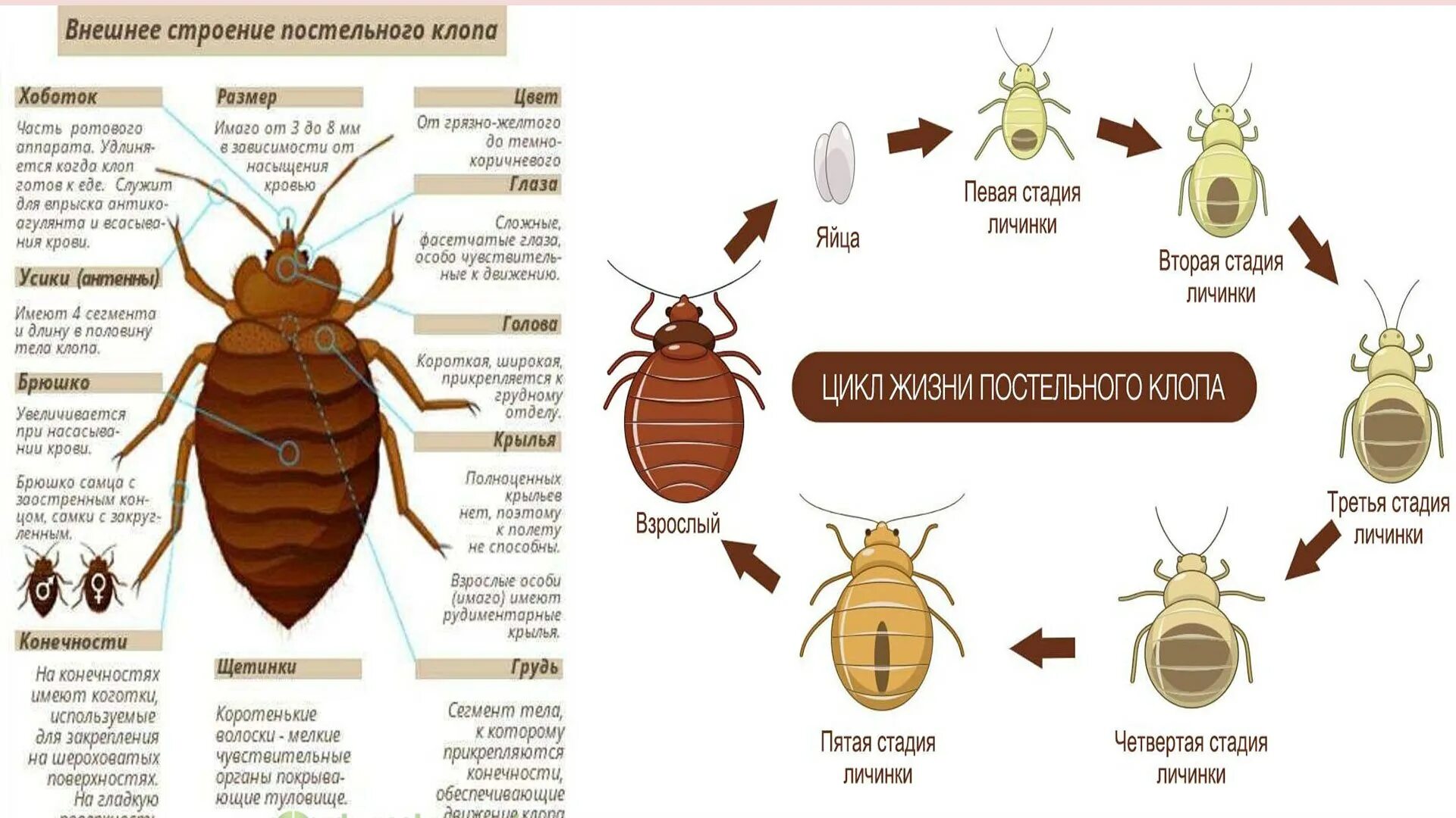 Разновидность домашних клопов фото и описание Постельный клоп рисунок с обозначениями
