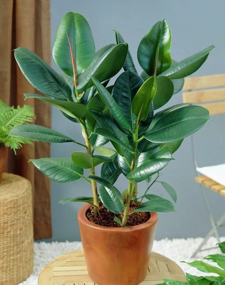 Разновидность фикусов комнатных фото How to Grow Absolutely No Maintenance Rubber Tree Plant in Home Piante di casa, 