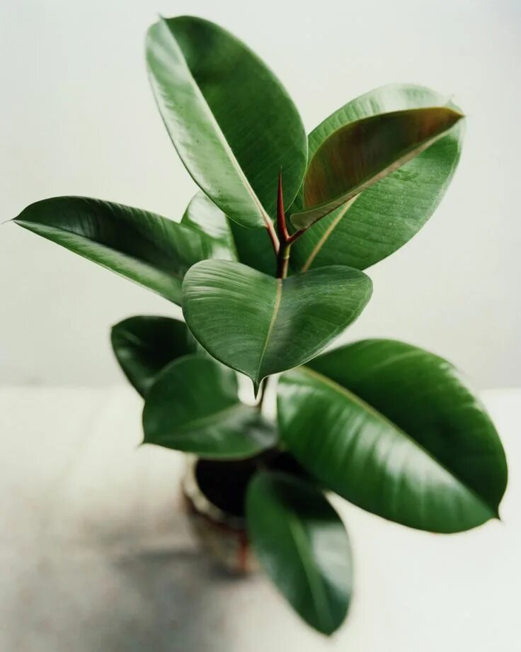 Разновидность фикусов комнатных фото с названиями The Best Plants to Take to the Office Best indoor plants, Indoor plants low ligh