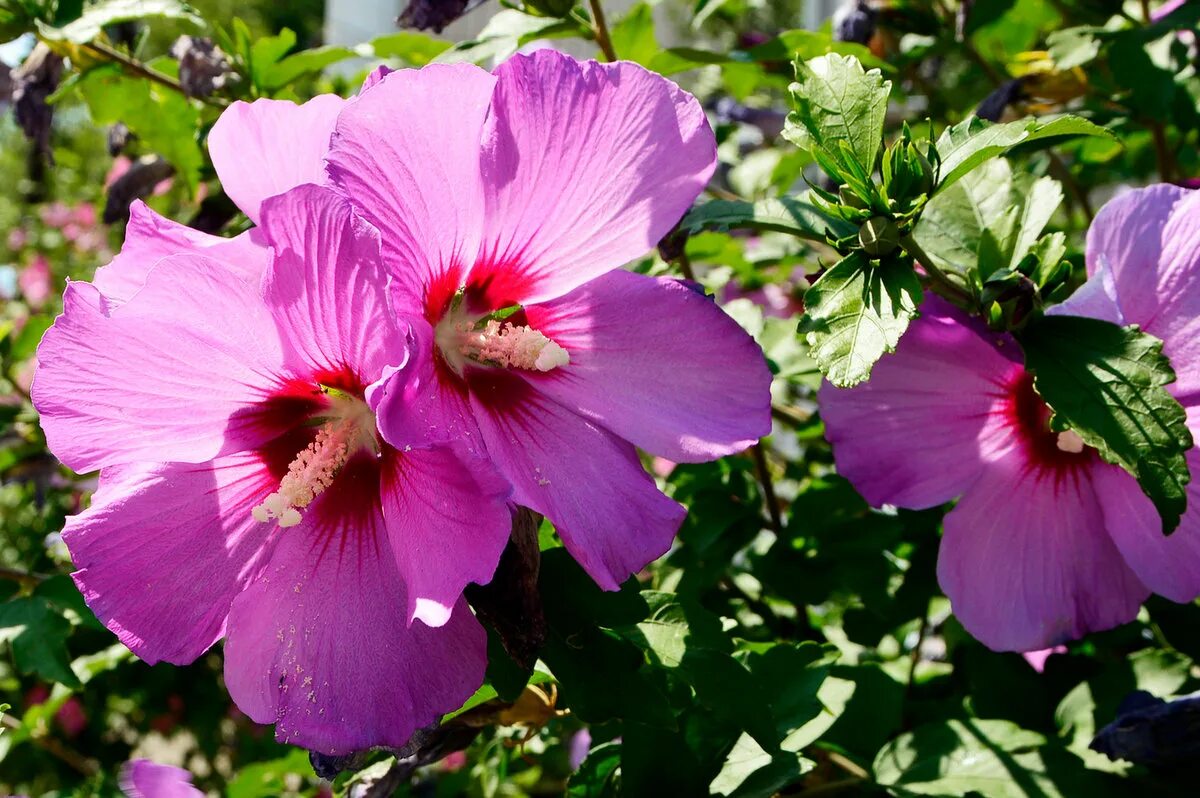 Разновидность гибискуса садового фото Hibiscus Garden (street bush) flower: growing, pokadka and care types. How to pr