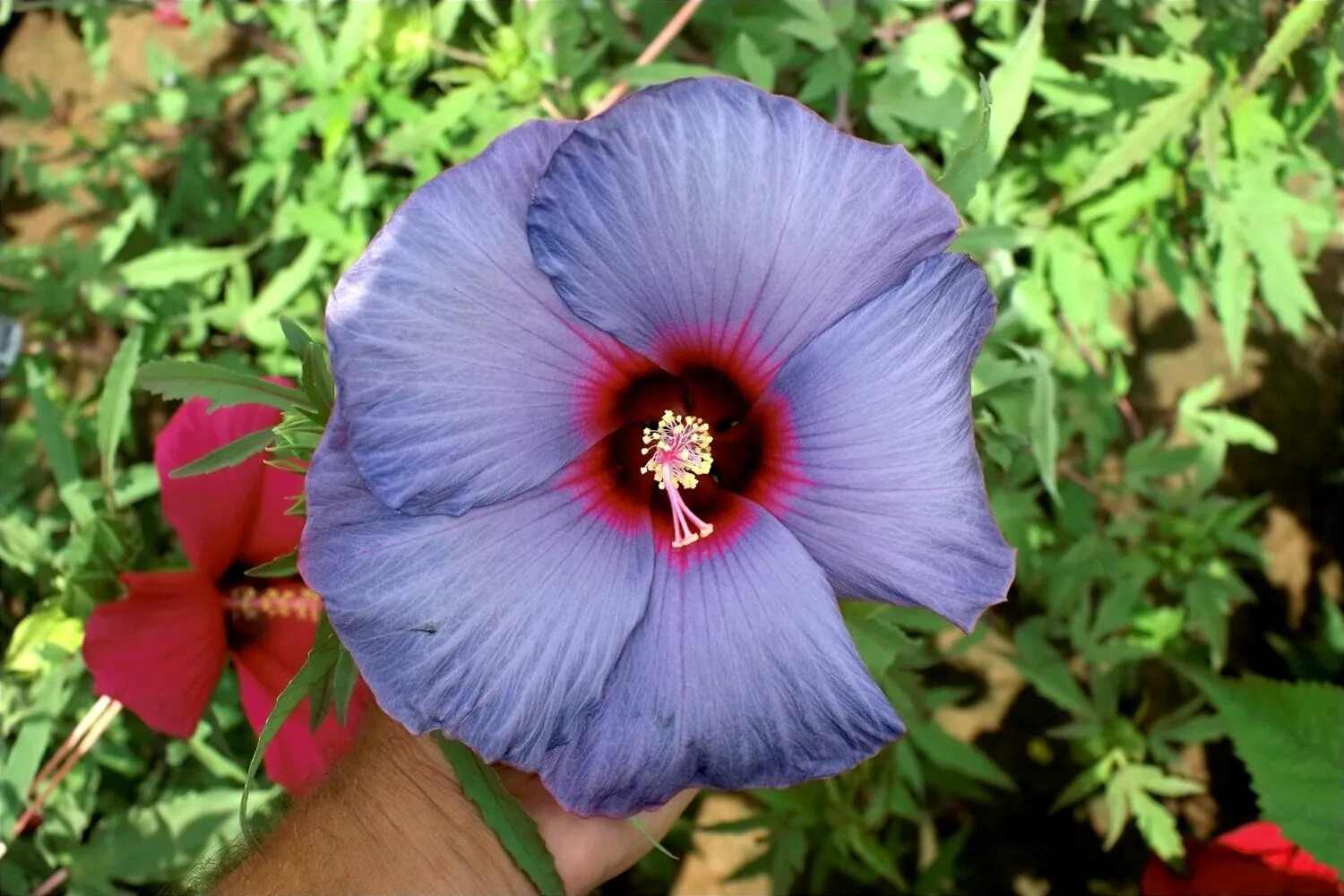 Разновидность гибискуса садового фото Researcher develops a painter's palette of winter-hardy hibiscus colors