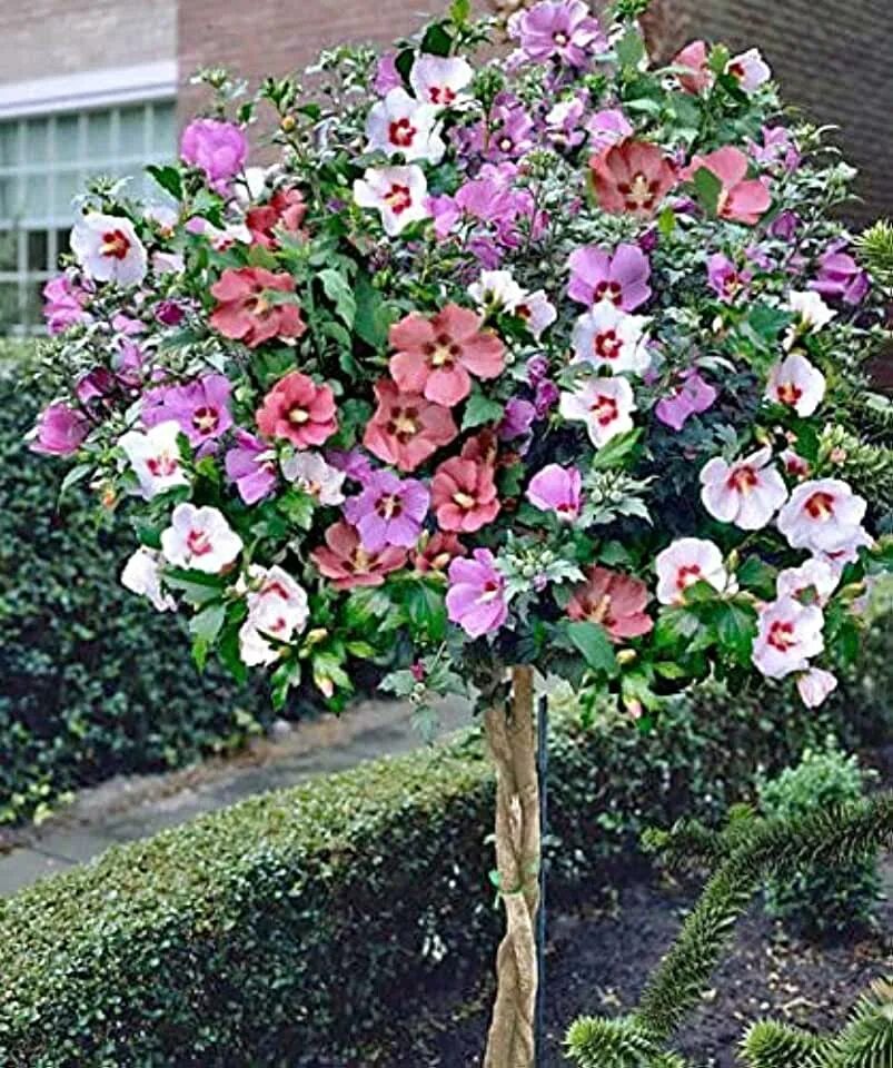 Разновидность гибискуса садового фото Amazon.com: Rose Of Sharon Tree: Patio, Lawn & Garden