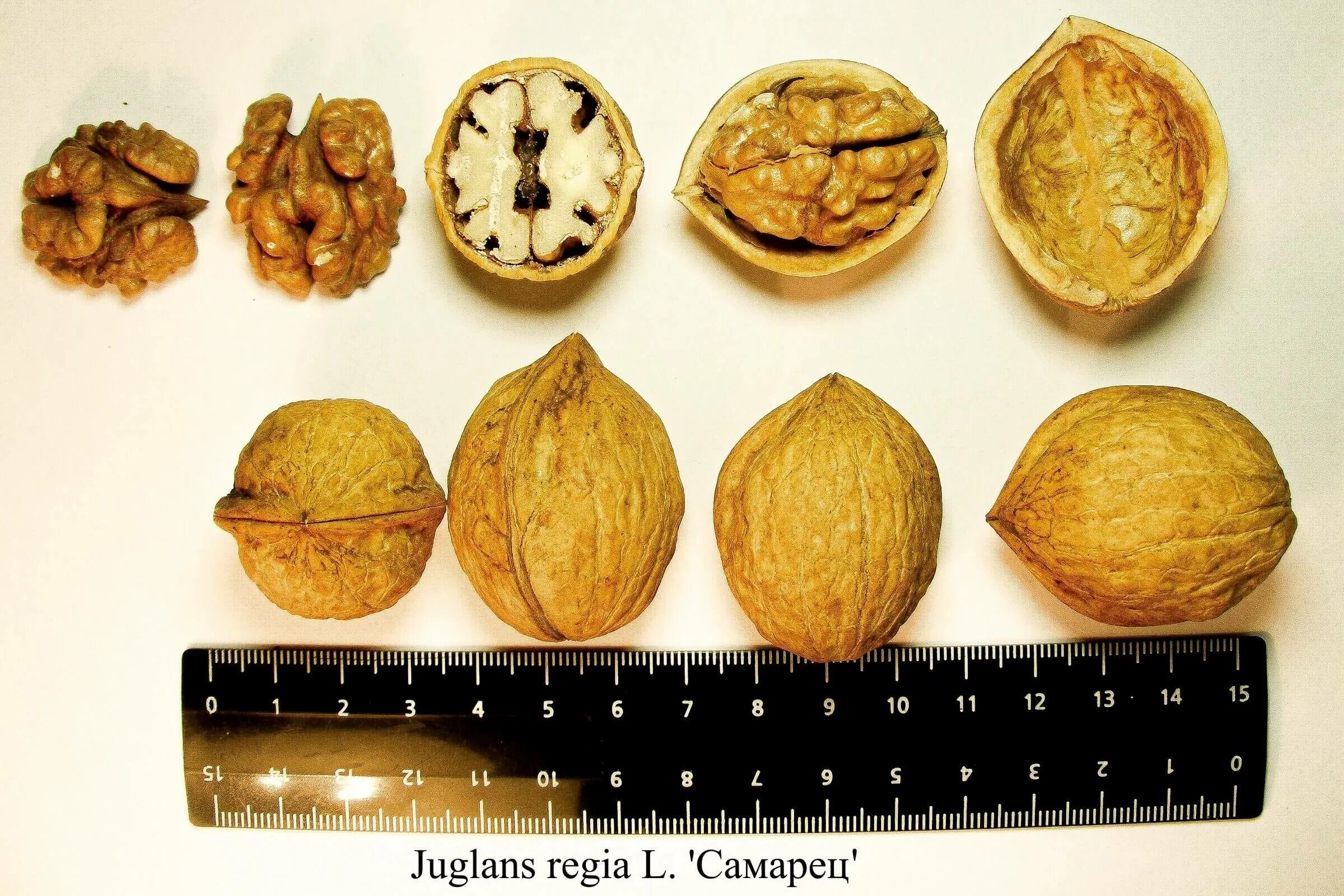 Juglans cinerea Pictures