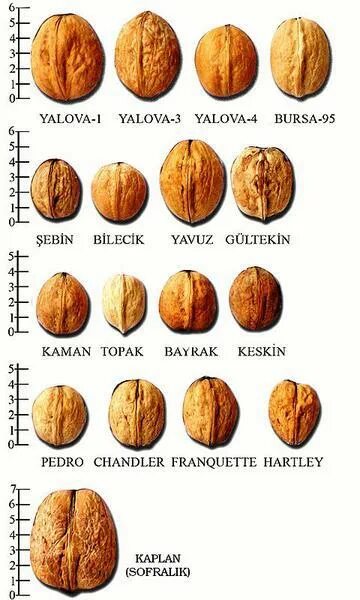 Разновидность грецкого ореха фото и описание MarketKonekt Калемен орев