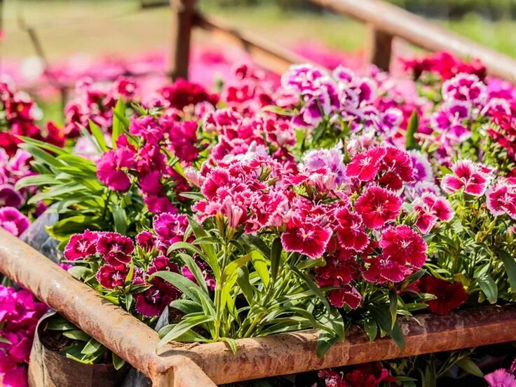 Разновидность гвоздик садовых фото How to care for dianthus/pinks - Saga Dianthus barbatus, Pink flowers, Spring be