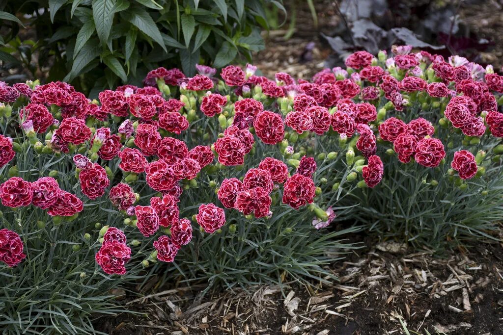 Разновидность гвоздик садовых фото Fruit Punch ® 'Cherry Vanilla' - Pinks - Dianthus hybrid Proven Winners