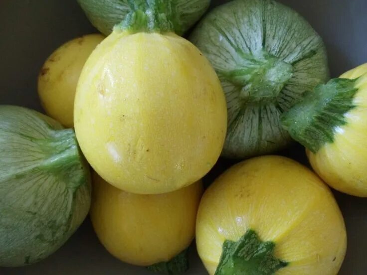 Разновидность кабачков фото и названия 10 Summer Squash Varieties: Some You Know, Some You Don't - Modern Farmer Squash