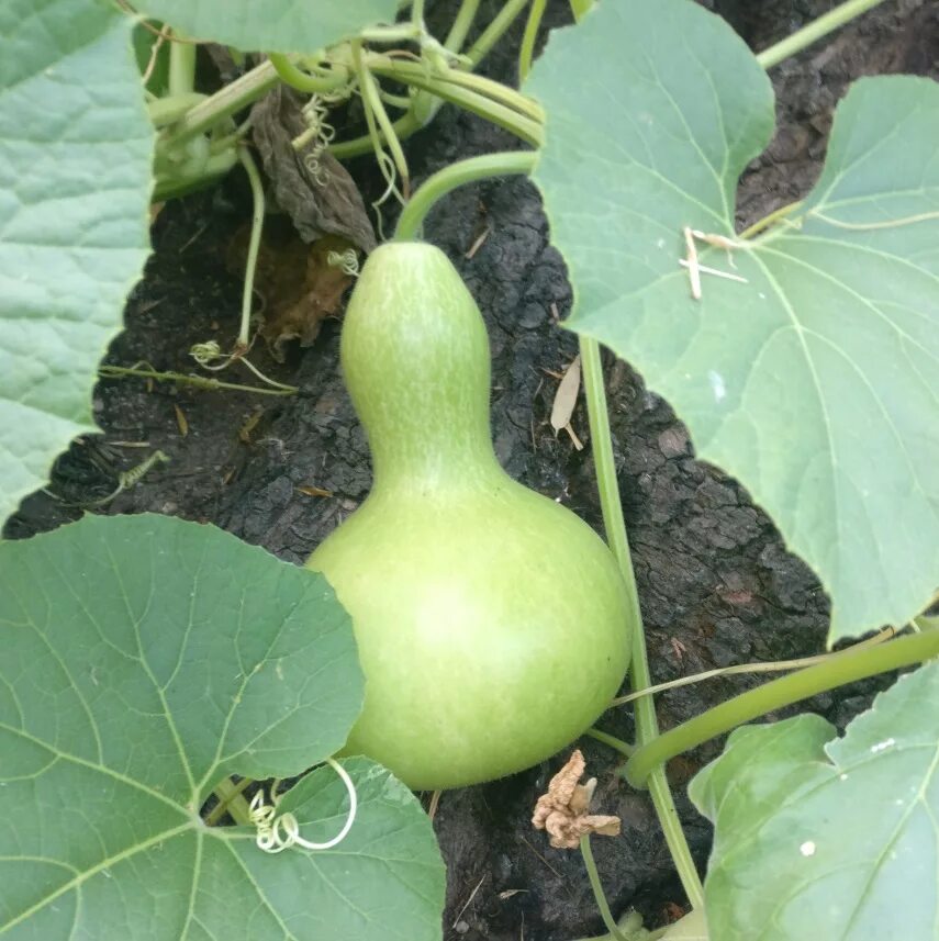 Разновидность кабачков фото и названия identification - What kind of gourd is this? - Gardening & Landscaping Stack Exc