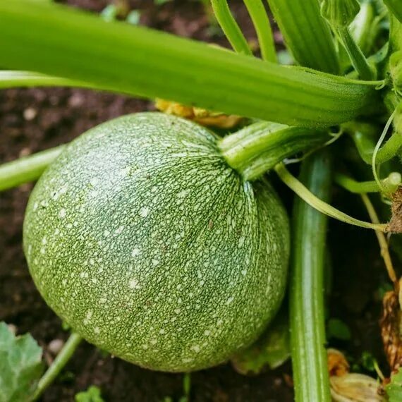 Разновидность кабачков фото и названия круглые кабачки Zucchini Summer Squash Round Ball GMO FREE / 30 or 100 Seeds/ Heirloom Seeds - E