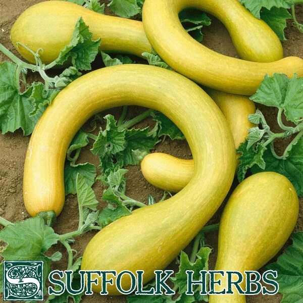 Разновидность кабачков фото и названия круглые кабачки Ornamental Gourd Pear Bicolour Kings Seeds